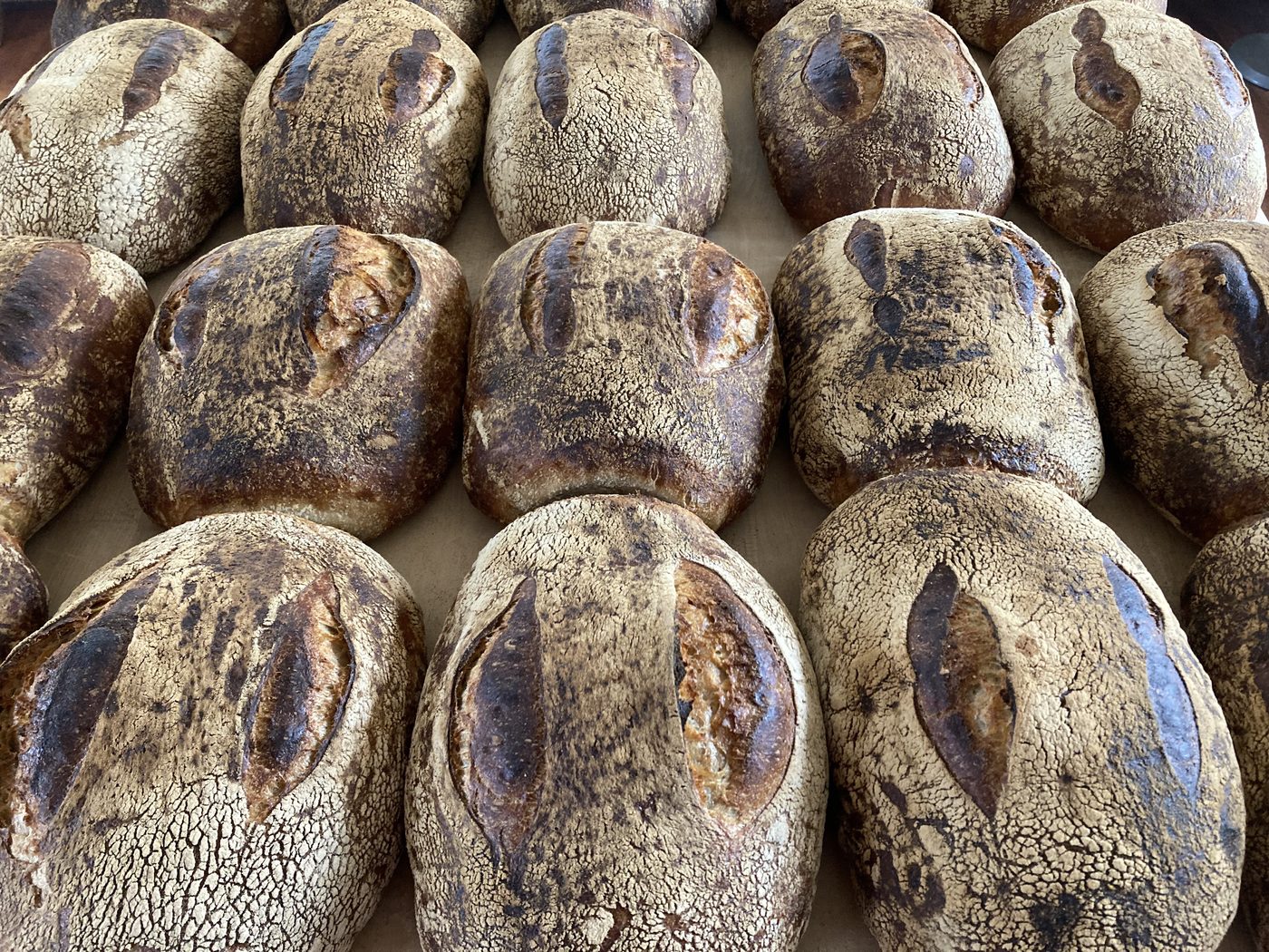 Rows of finished pain de campagne loaves, crusts deeply blistered and split along the score.